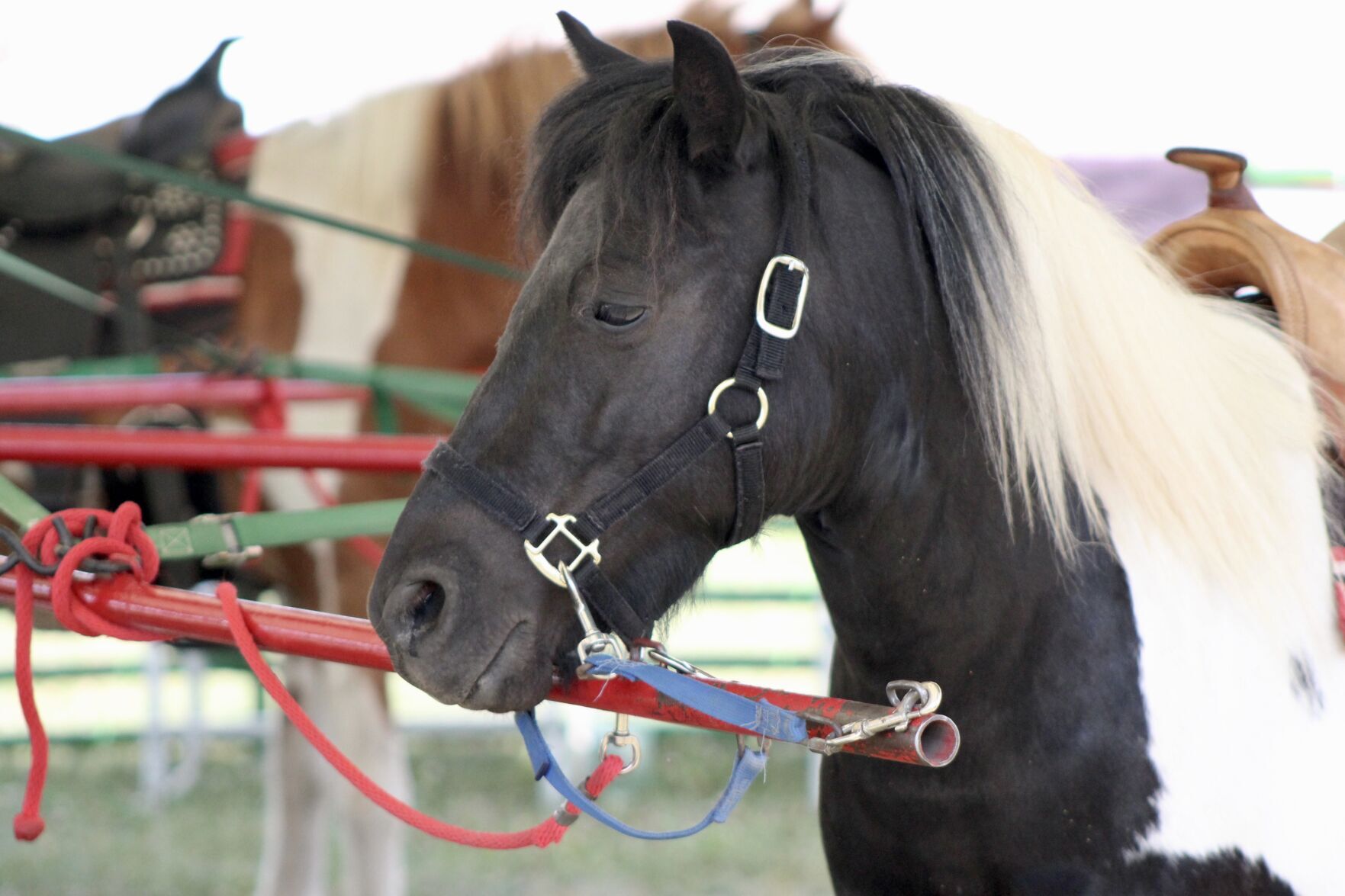 pony rides